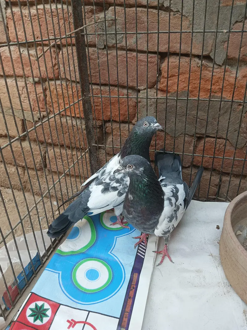 Teddi kabotar — photo 3
