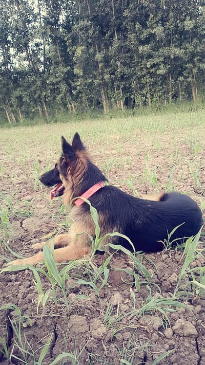 german shepherd triple coat female
