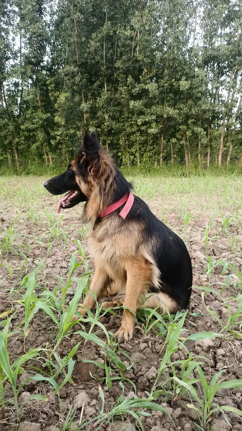 german shepherd triple coat female — photo 2
