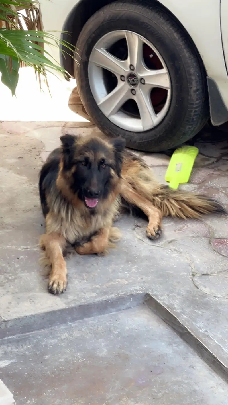 german shepherd triple coat female — photo 3
