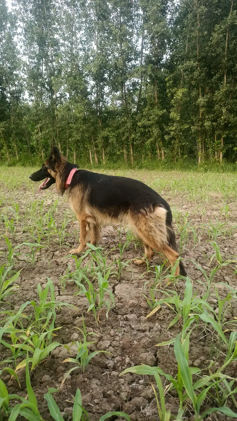 german shepherd triple coat female — photo 4