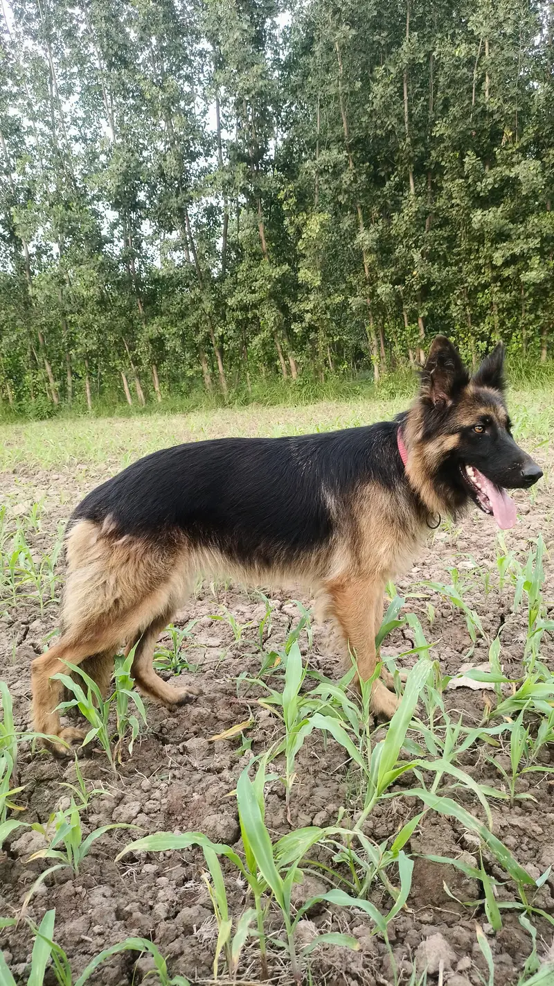 german shepherd triple coat female — photo 5