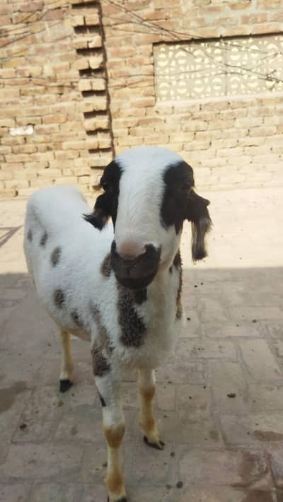Dumbah / Sheep