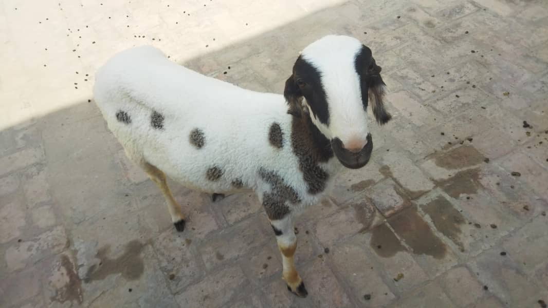 Dumbah / Sheep 1