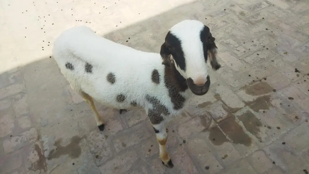 Dumbah / Sheep — photo 2