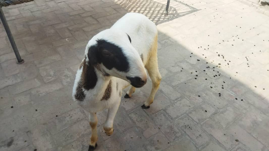 Dumbah / Sheep 2