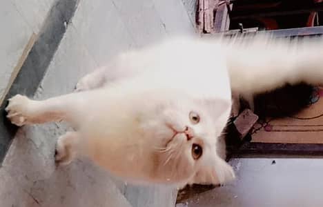 Russian cat for sale
