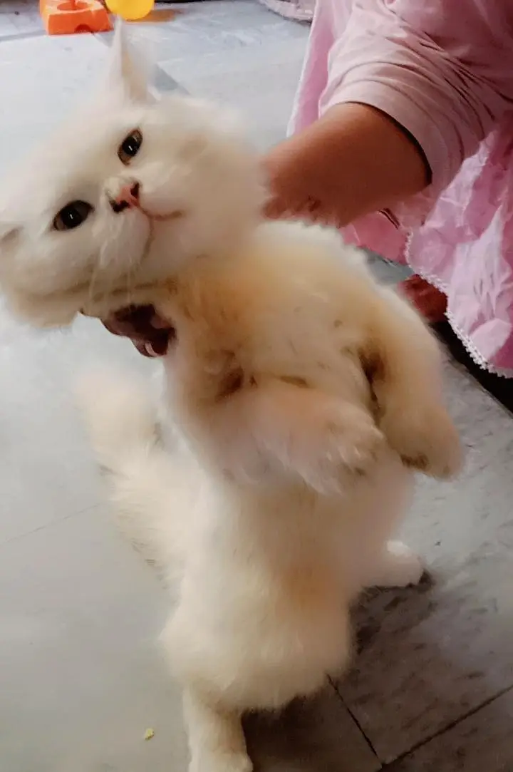 Russian cat for sale — photo 2