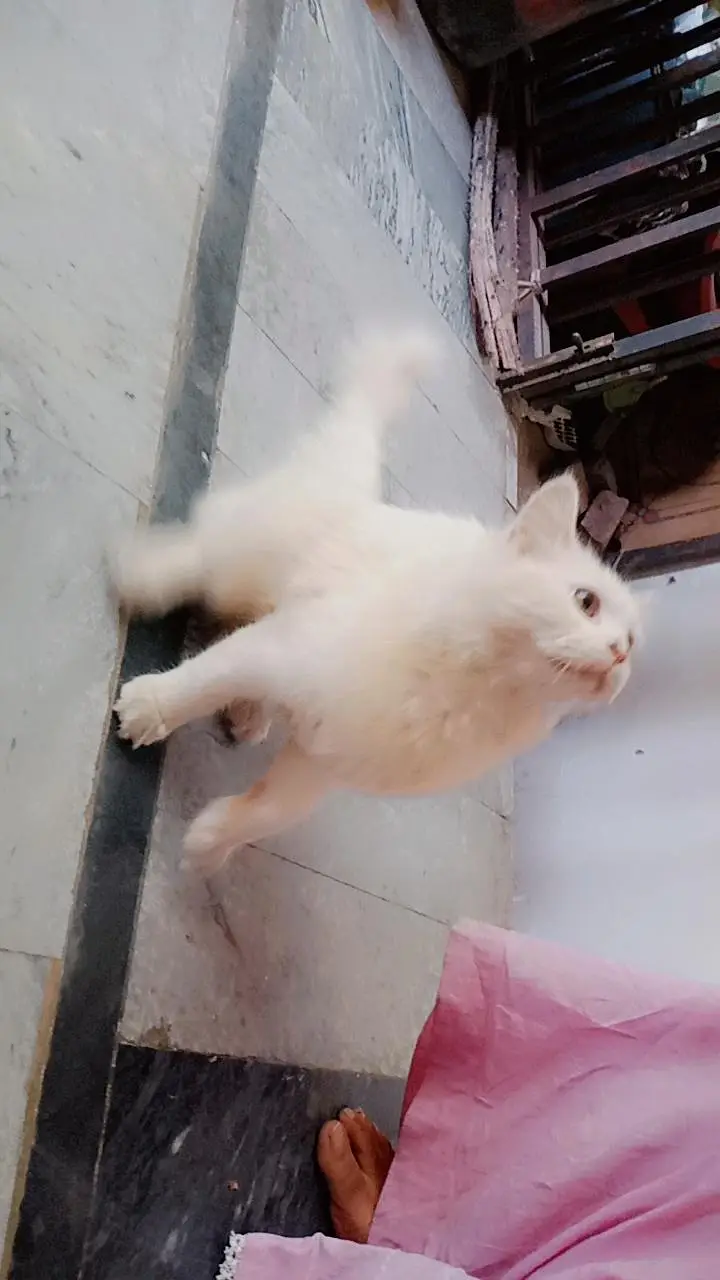Russian cat for sale — photo 3