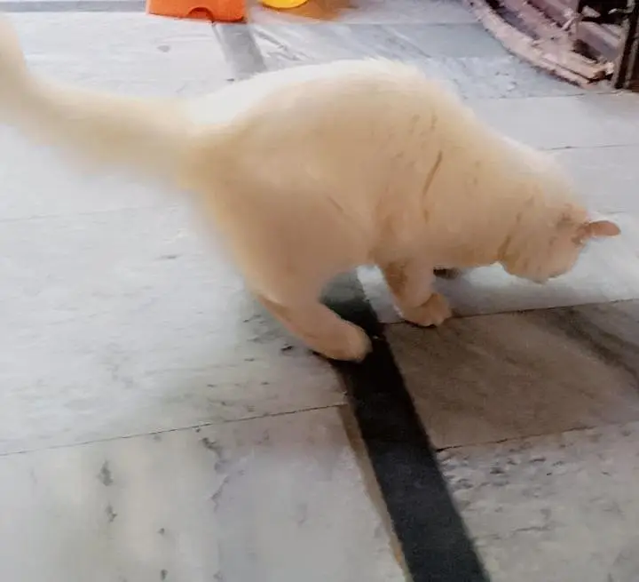 Russian cat for sale — photo 4