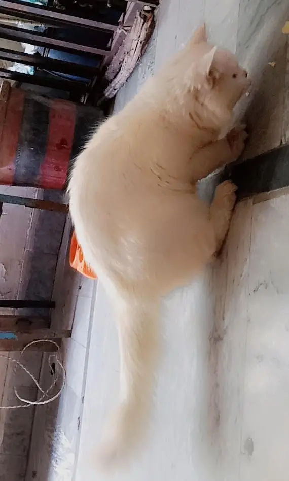 Russian cat for sale — photo 5
