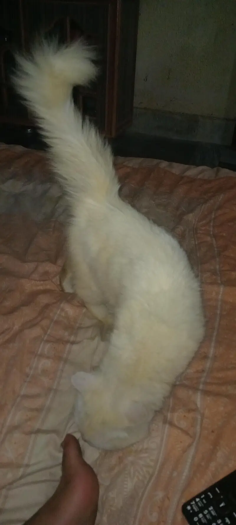 Russian cat for sale — photo 7