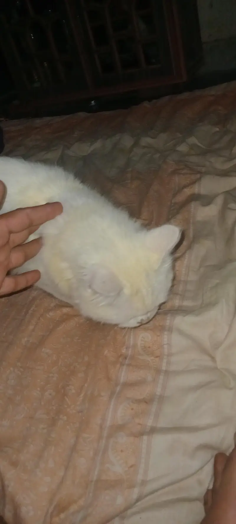 Russian cat for sale — photo 8