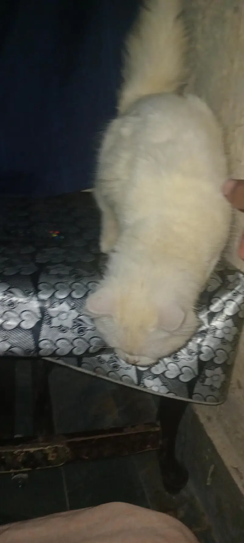 Russian cat for sale — photo 9