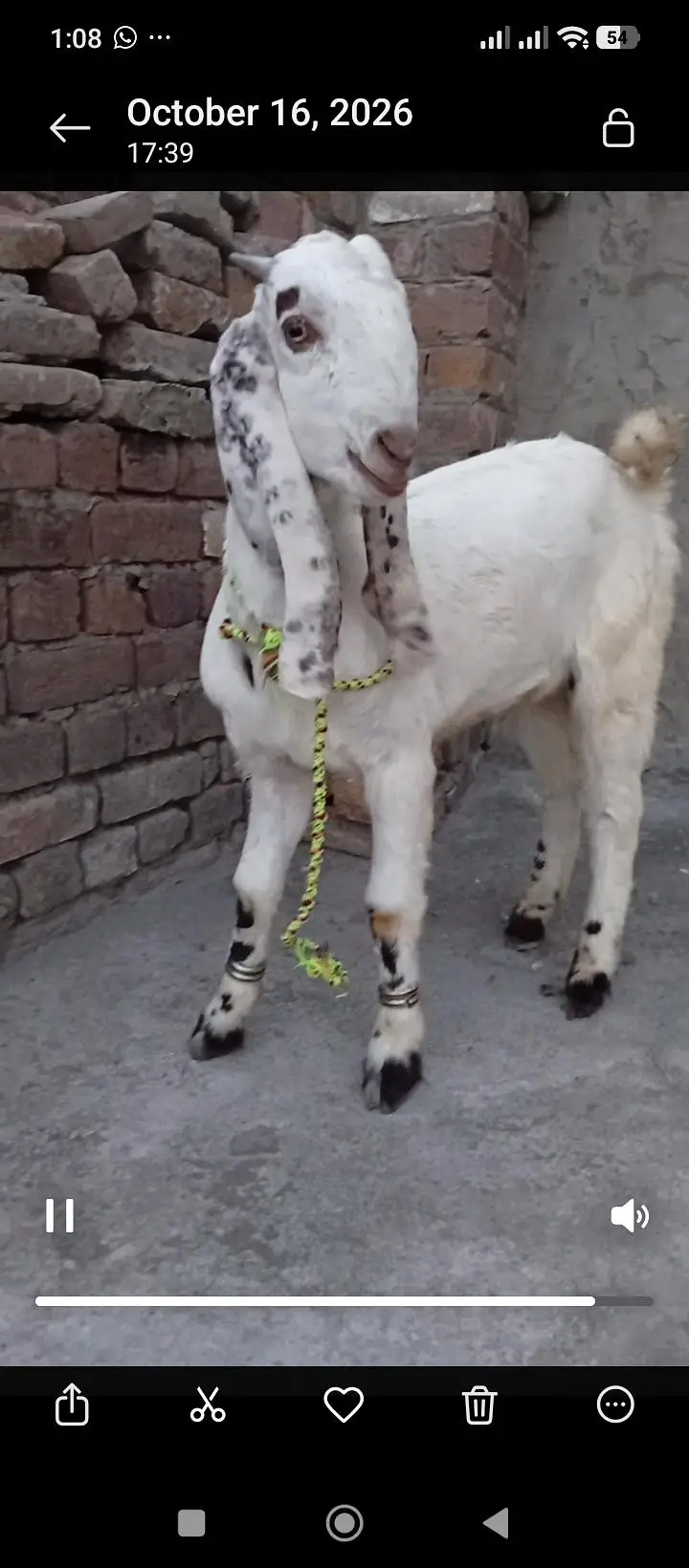 Desi Goats