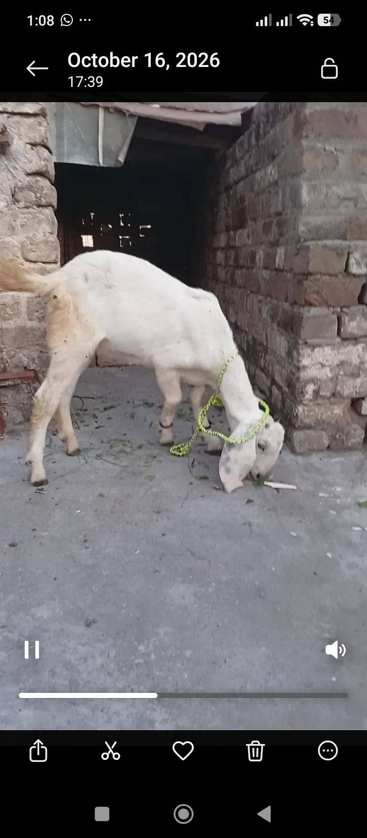 Desi Goats 1