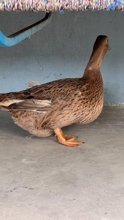 duck hi
