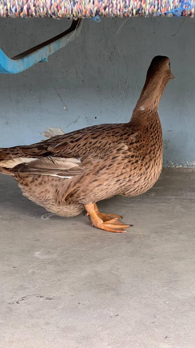 duck hi 0