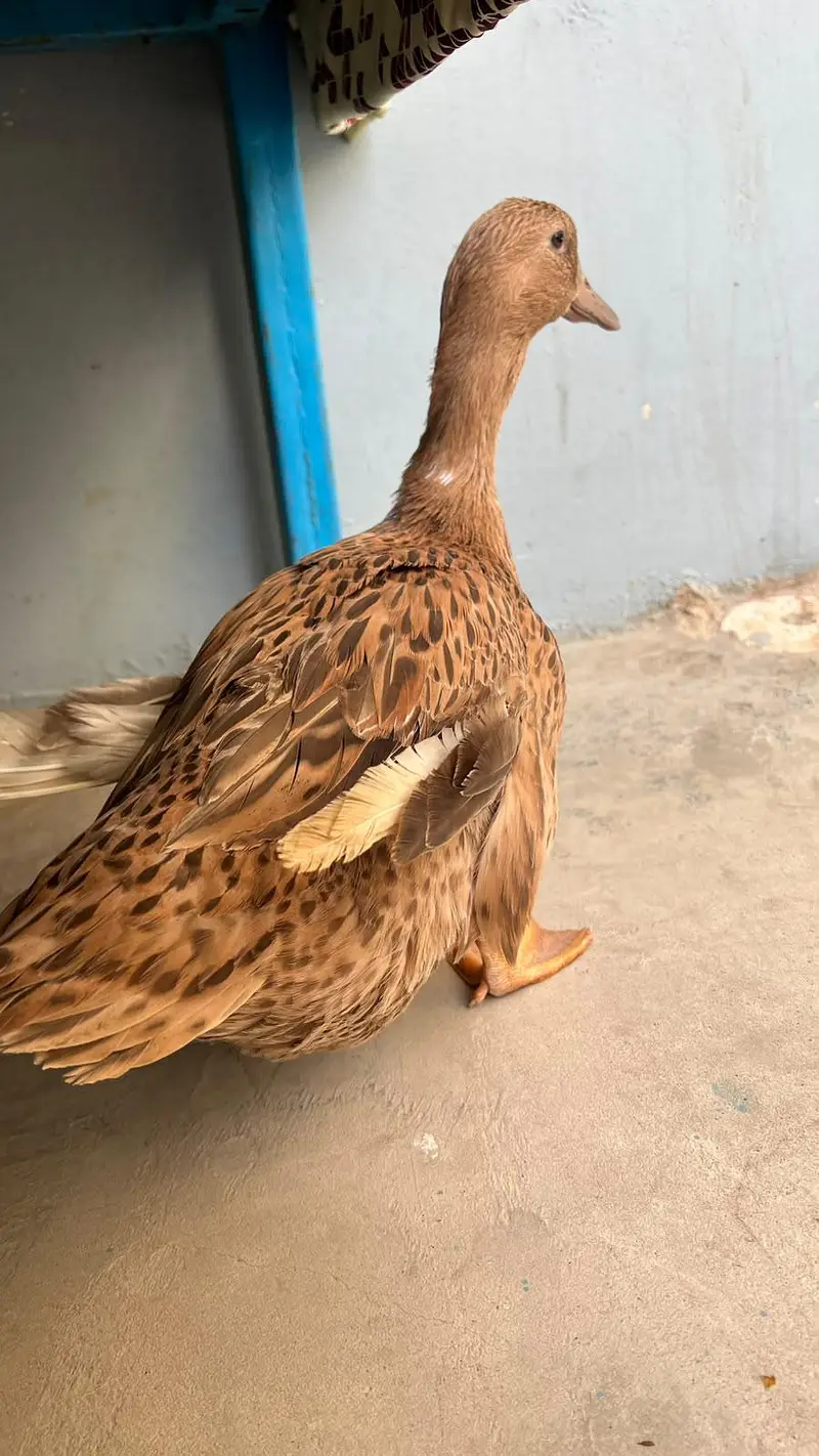 duck hi — photo 2