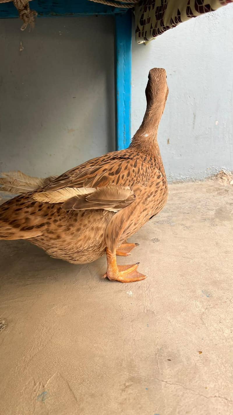 duck hi 2