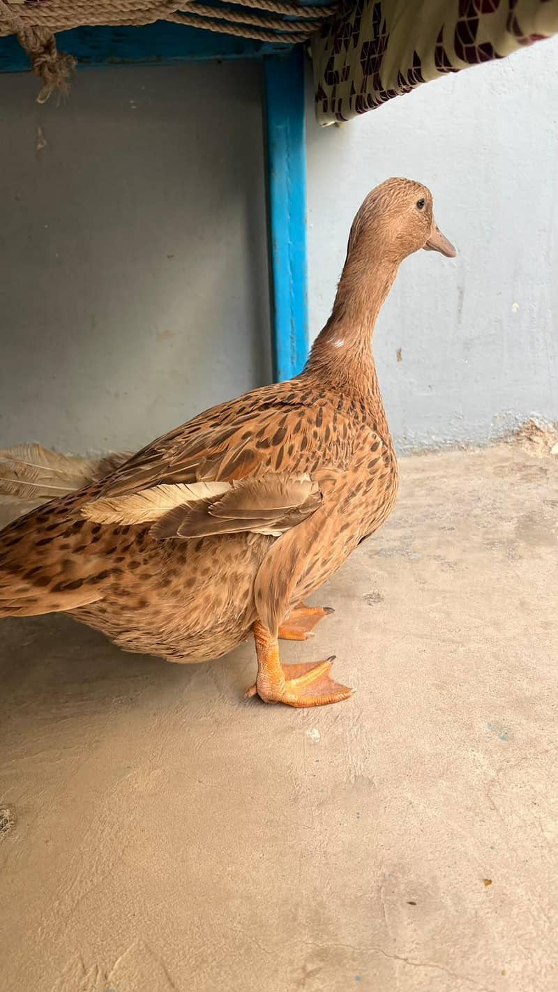 duck hi 3