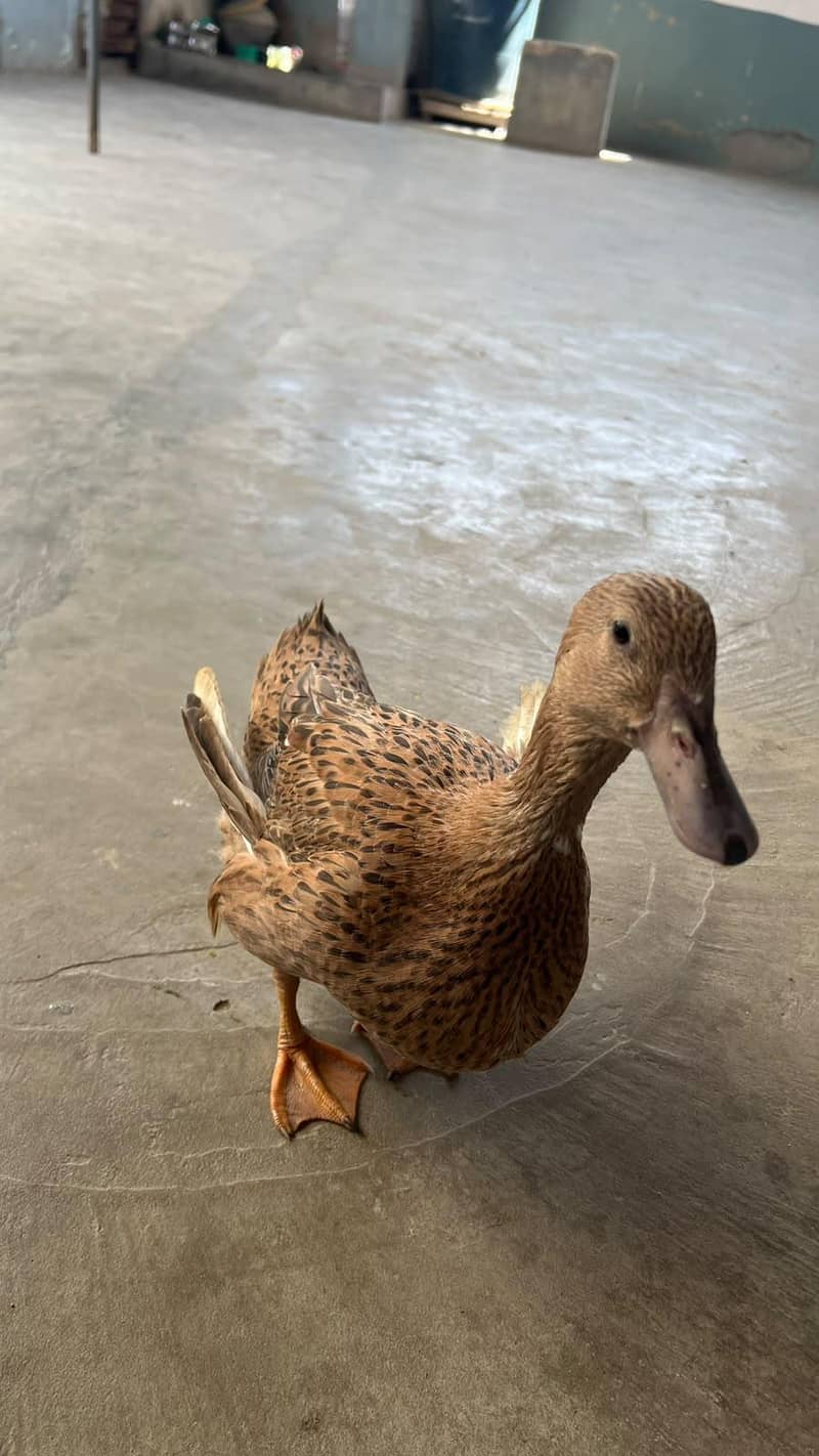 duck hi 4