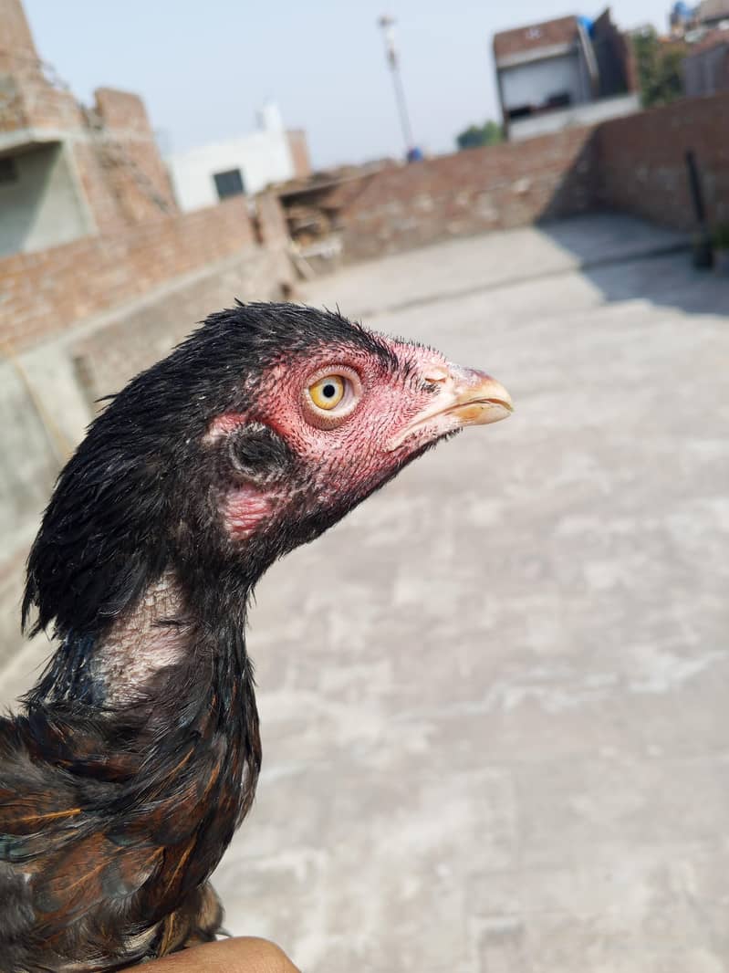 دو خوبصورت اصیل مرغیاں فروخت کے لیے دستیاب ہیں، مناسب قیمت پر! 3