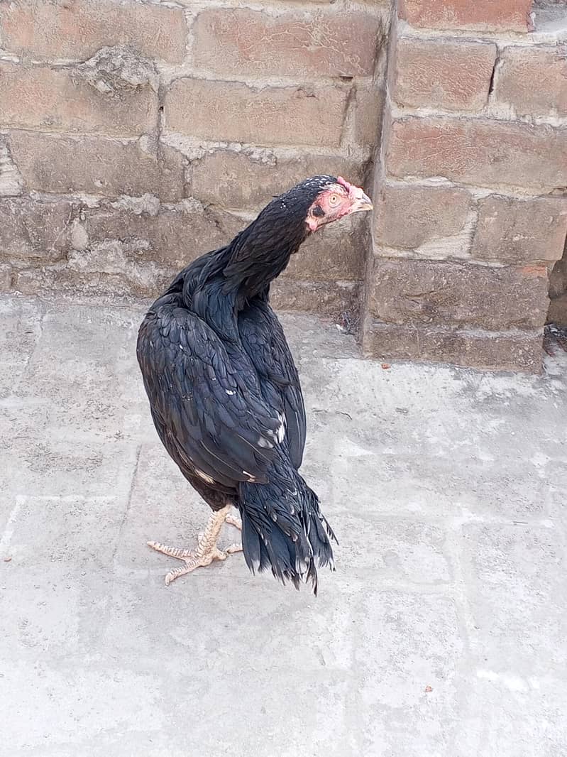دو خوبصورت اصیل مرغیاں فروخت کے لیے دستیاب ہیں، مناسب قیمت پر! 4