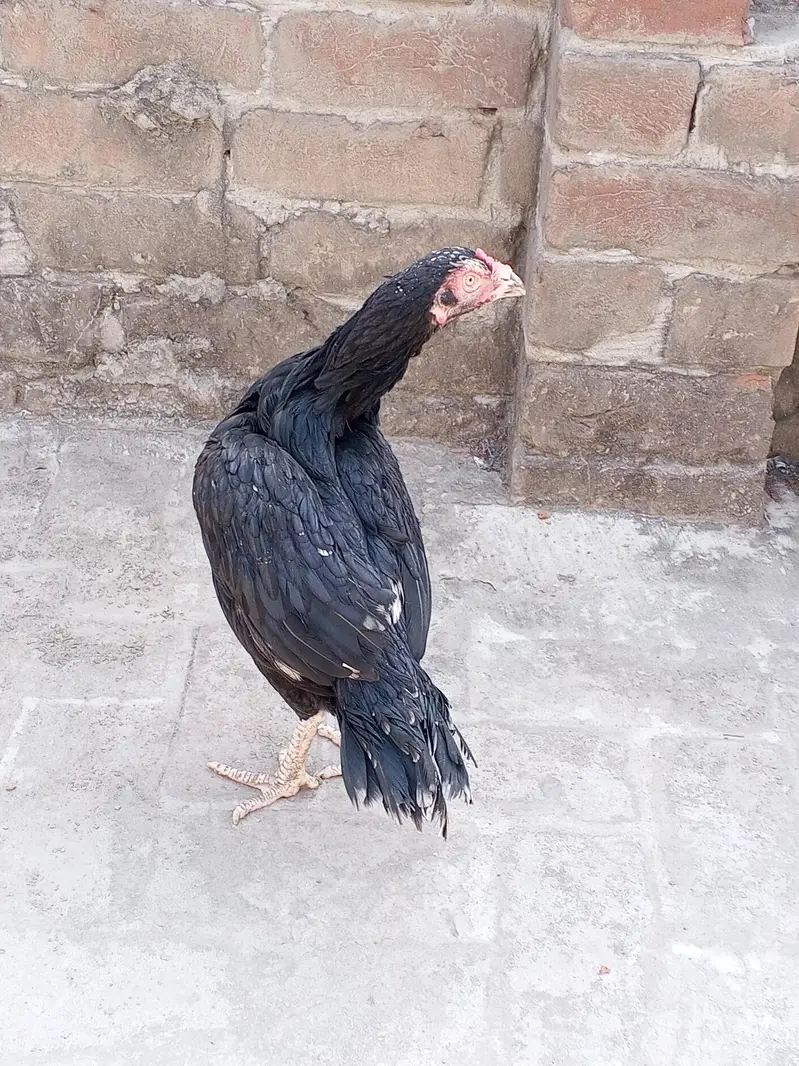 دو خوبصورت اصیل مرغیاں فروخت کے لیے دستیاب ہیں، مناسب قیمت پر! — photo 5