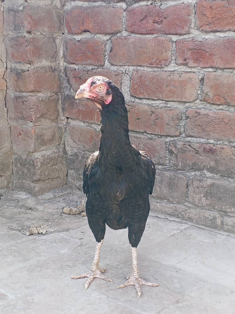 دو خوبصورت اصیل مرغیاں فروخت کے لیے دستیاب ہیں، مناسب قیمت پر! 5