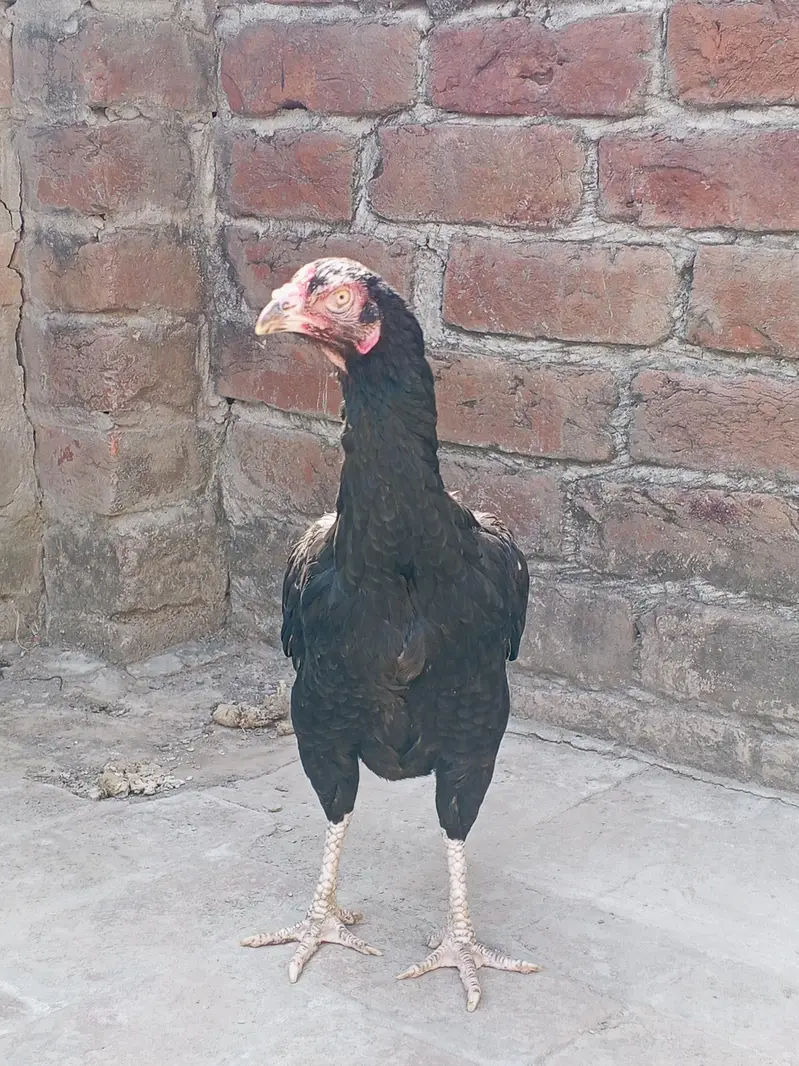 دو خوبصورت اصیل مرغیاں فروخت کے لیے دستیاب ہیں، مناسب قیمت پر! — photo 6