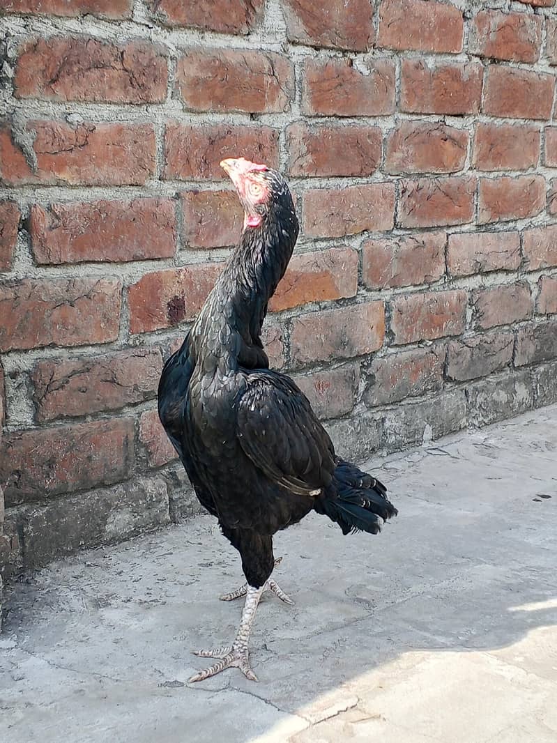 دو خوبصورت اصیل مرغیاں فروخت کے لیے دستیاب ہیں، مناسب قیمت پر! 6