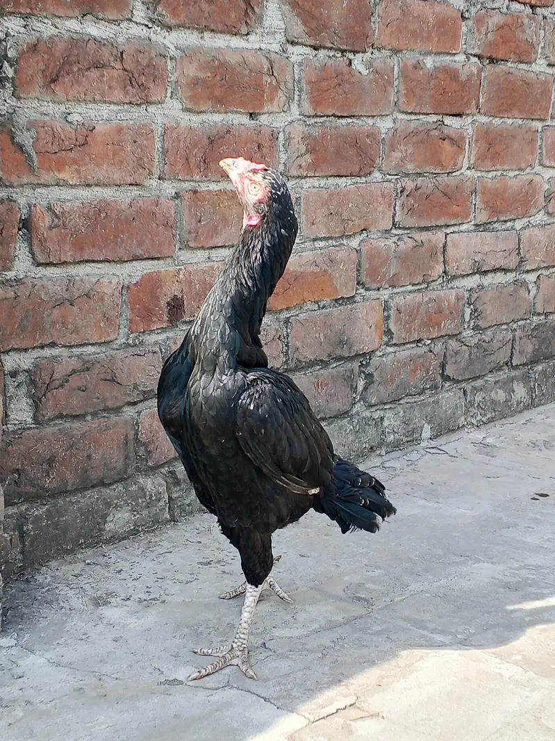 دو خوبصورت اصیل مرغیاں فروخت کے لیے دستیاب ہیں، مناسب قیمت پر! — photo 7