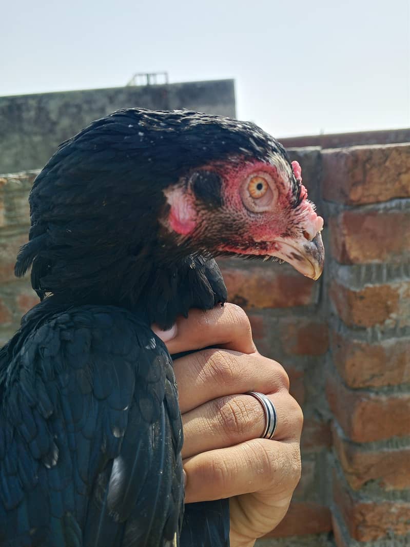 دو خوبصورت اصیل مرغیاں فروخت کے لیے دستیاب ہیں، مناسب قیمت پر! 7