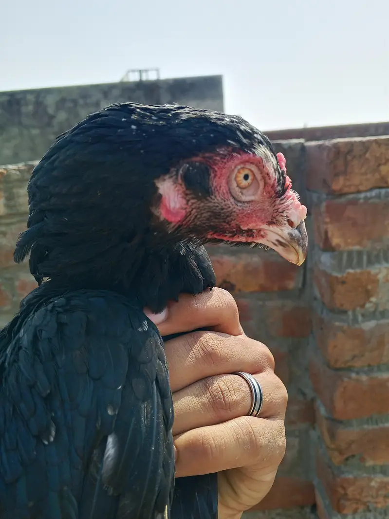 دو خوبصورت اصیل مرغیاں فروخت کے لیے دستیاب ہیں، مناسب قیمت پر! — photo 8