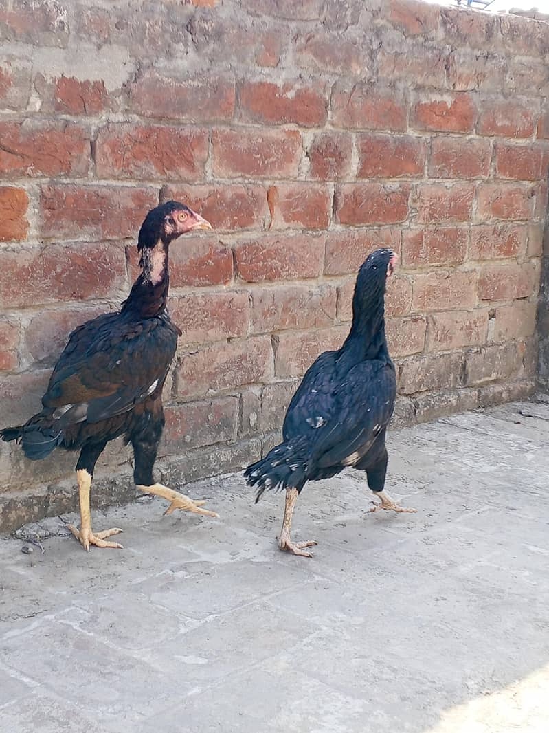 دو خوبصورت اصیل مرغیاں فروخت کے لیے دستیاب ہیں، مناسب قیمت پر! 8