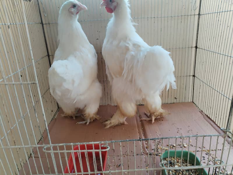 White buff pair 0