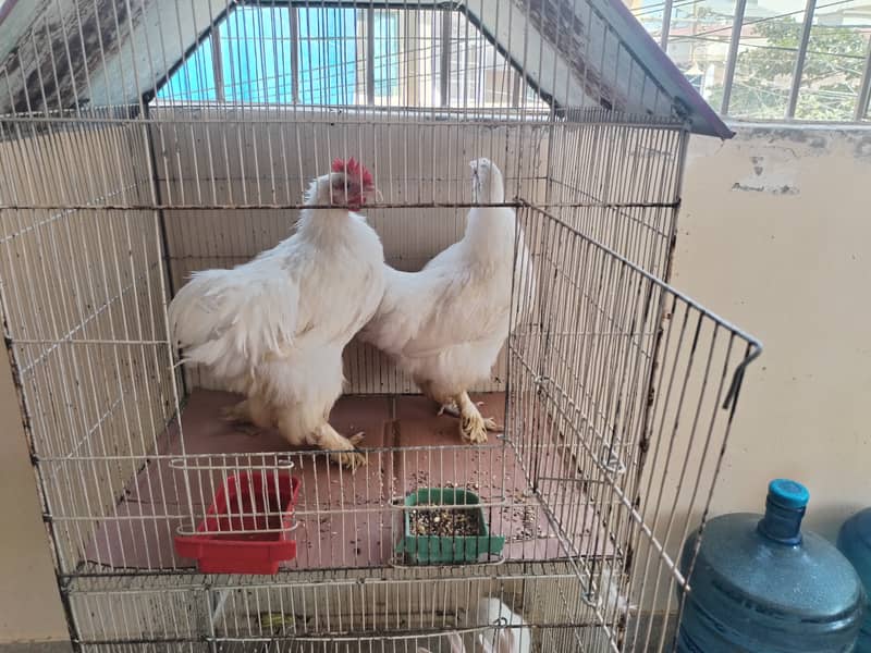 White buff pair 1