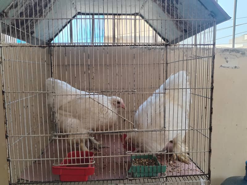White buff pair 2