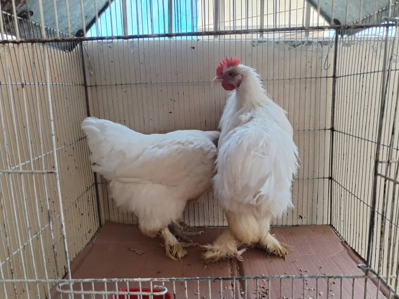 White buff pair 3