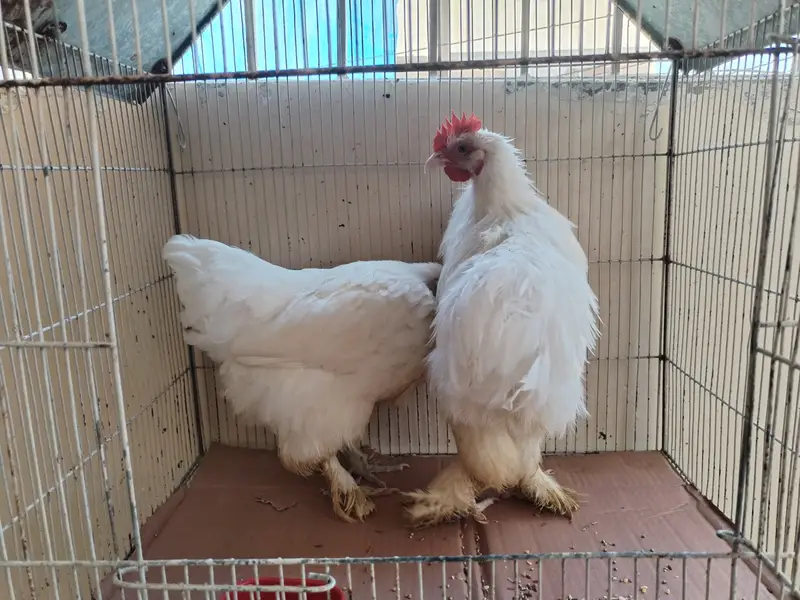 White buff pair — photo 4