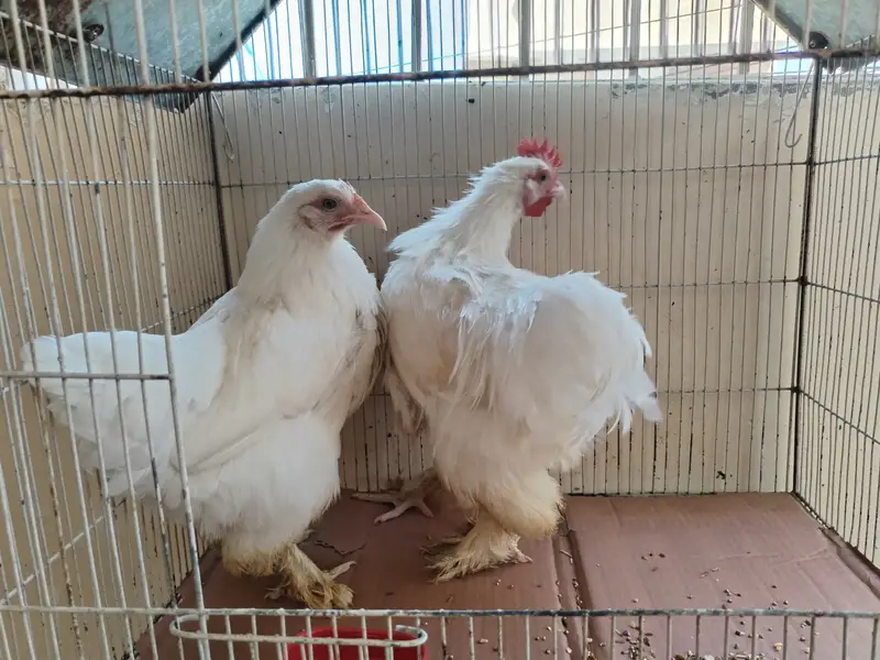 White buff pair — photo 6