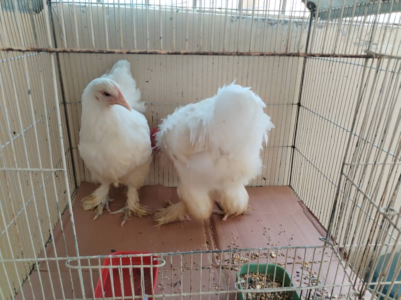 White buff pair 6