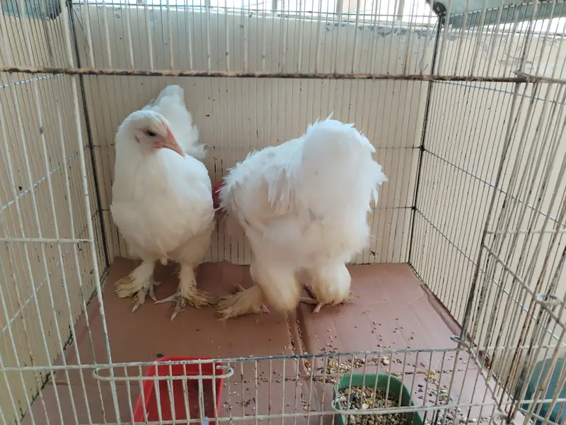 White buff pair — photo 7