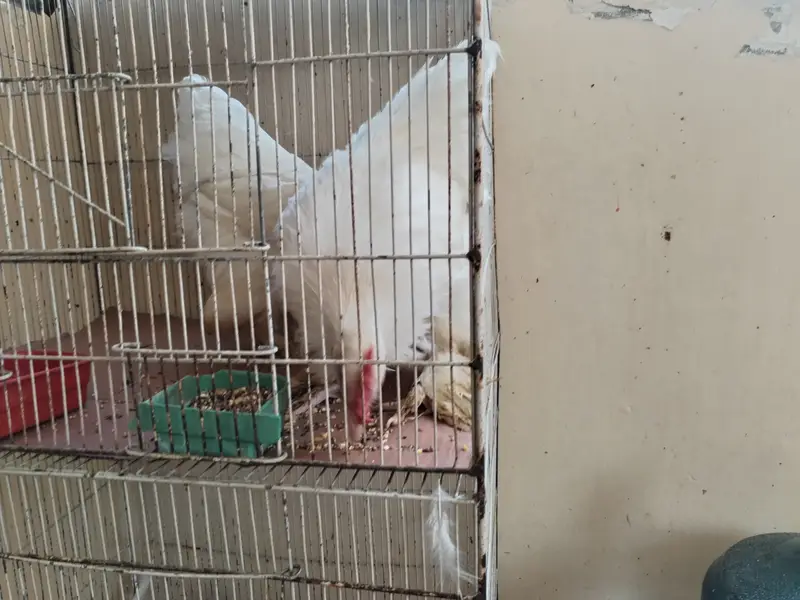White buff pair — photo 8