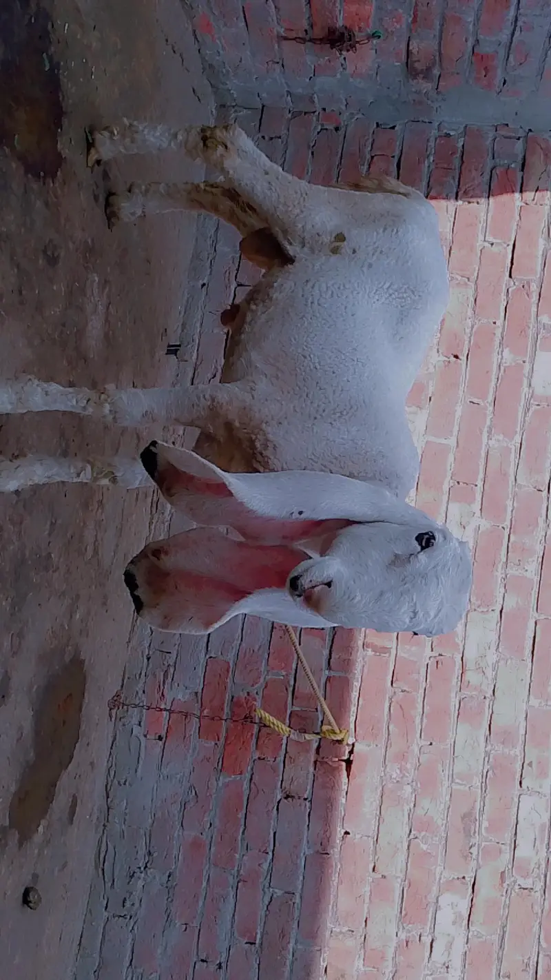 Mashallah beetal & kajla bacha — photo 9