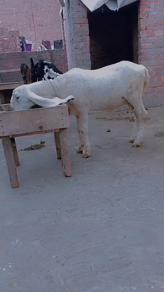 Mashallah beetal & kajla bacha — photo 11