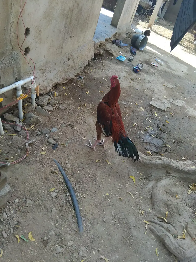 for sale all aseel and good quality — photo 2