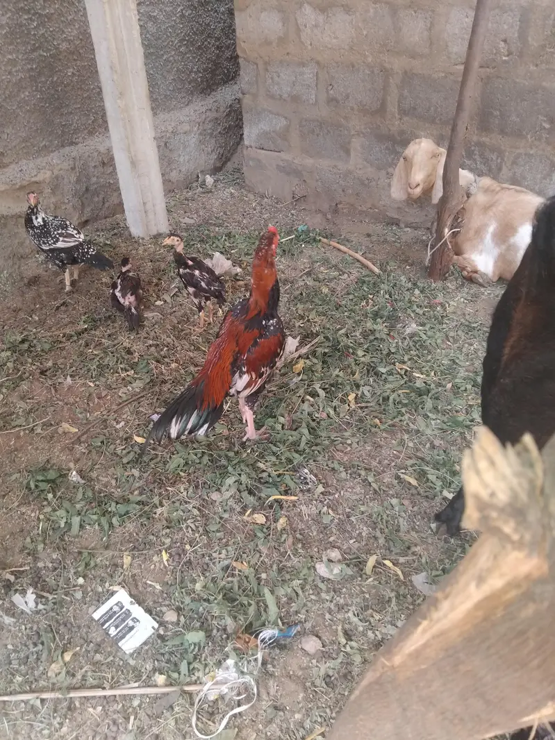 for sale all aseel and good quality — photo 3