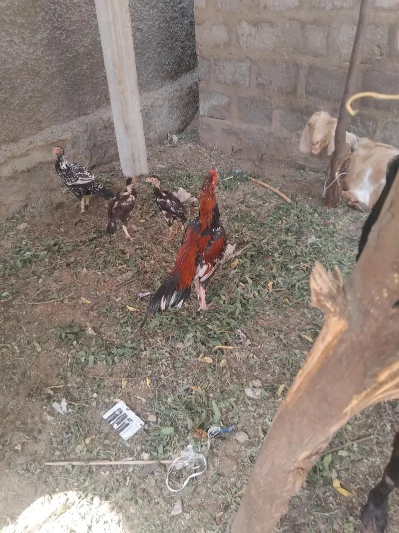 for sale all aseel and good quality — photo 6